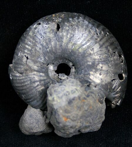 Pyritized Ammonite From Russia - #7283